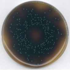 AGAR SELETIVO PARA LISTERIA OXFORD (BASE) P/ MICROBIOLOGIA MERCK (EMB. 500GR)