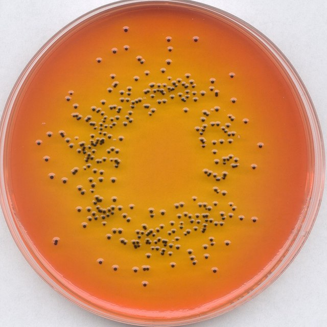 Microbiologia